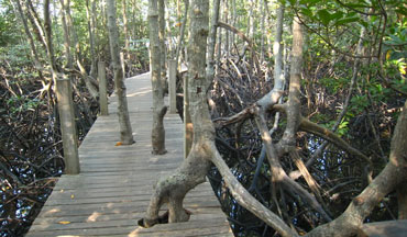 Mangrove Forest, Andaman Oasis